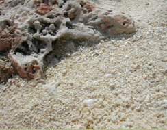 宮古の珊瑚