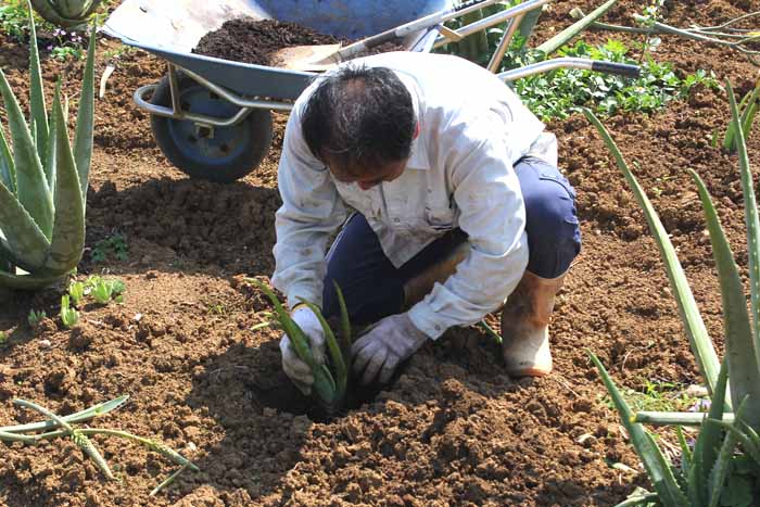 小苗の植え替え