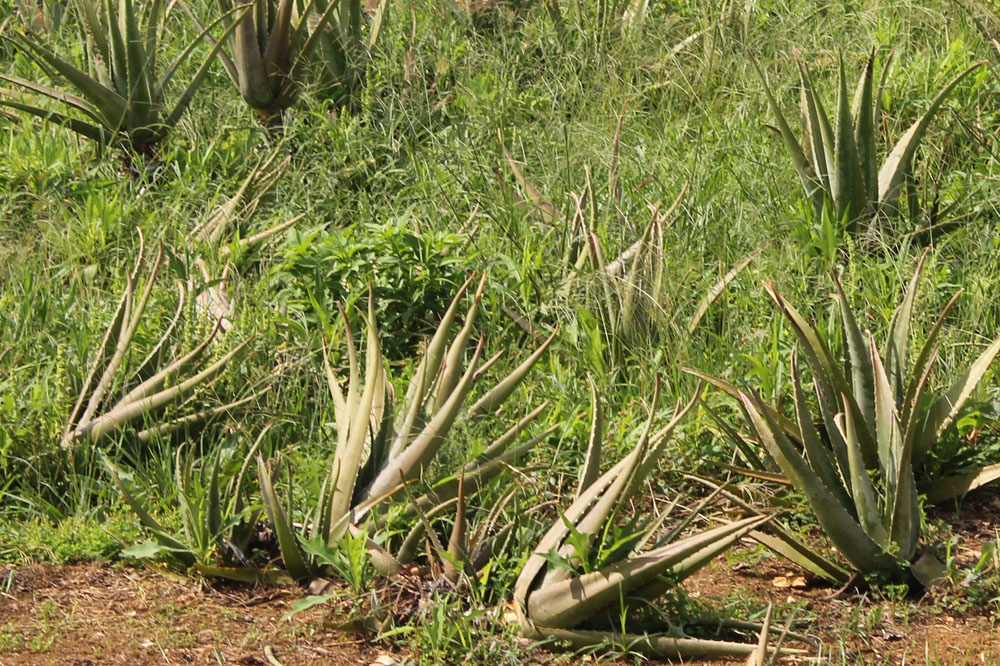 台風でなぎ倒されたアロエベラ