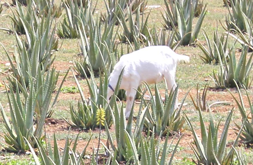 ヤギとアロエベラ畑