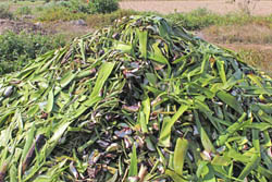 アロエベラの皮の山